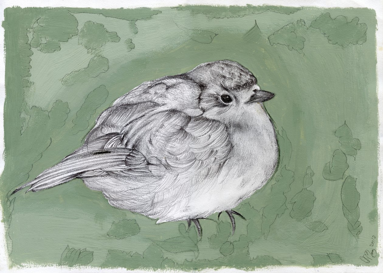 Dicker kleiner Robin, 2012 von Nancy Moniz Charalambous