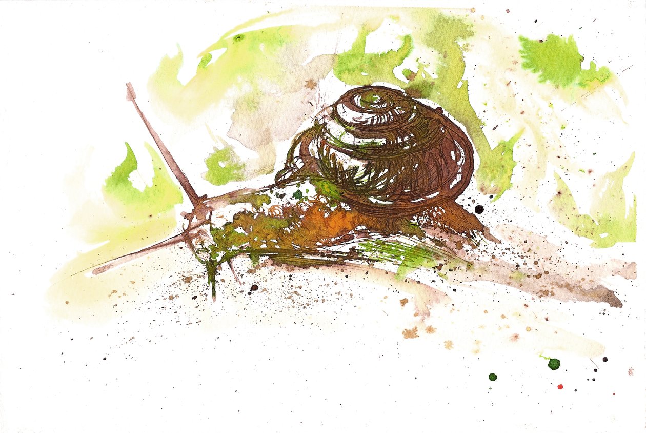 Schnecke, 2025 von Neale Osborne