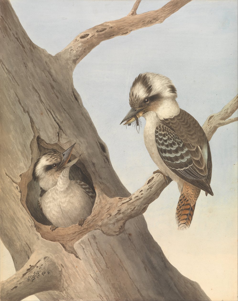 Lachender Kookaburra, Dacelo novaeguineae von Neville HP Cayley