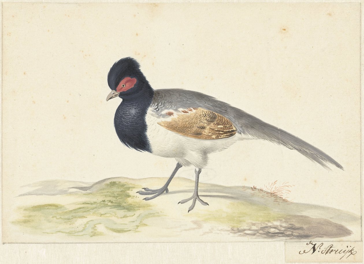 Vogel mit grauen Schwanzfedern, schwarzem Kopf mit rotem Fleck, nach links von Nicolaas Struyk