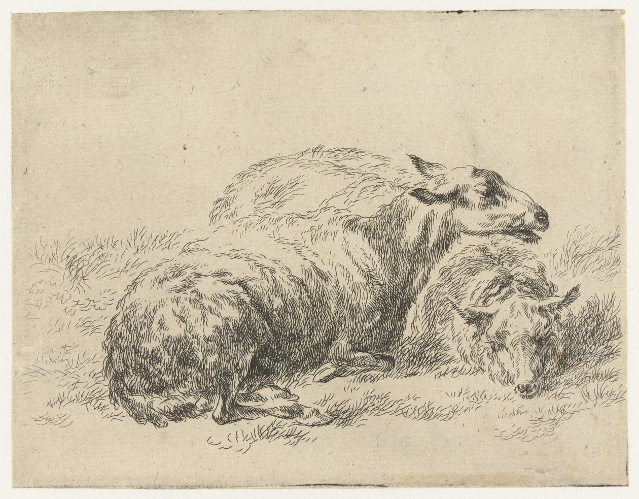 Zwei liegende Schafe von Nicolaes Pietersz Berchem