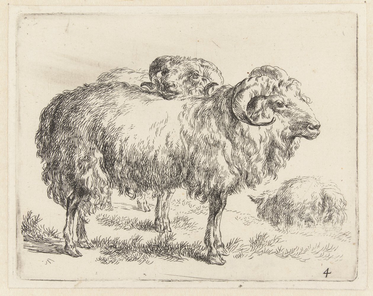 Zwei Widder und ein Schaf Schafe (Serientitel) Animalia ad vivum delineata et aqua forti aeri impressa Studio et Arte Nicolai Berchemi (Serientitel) von Nicolaes Pietersz Berchem