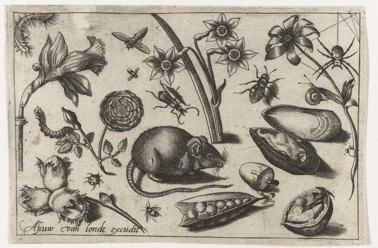 Blumen, eine Maus, Insekten und eine Muschel von Nicolaes de Bruyn (possibly)