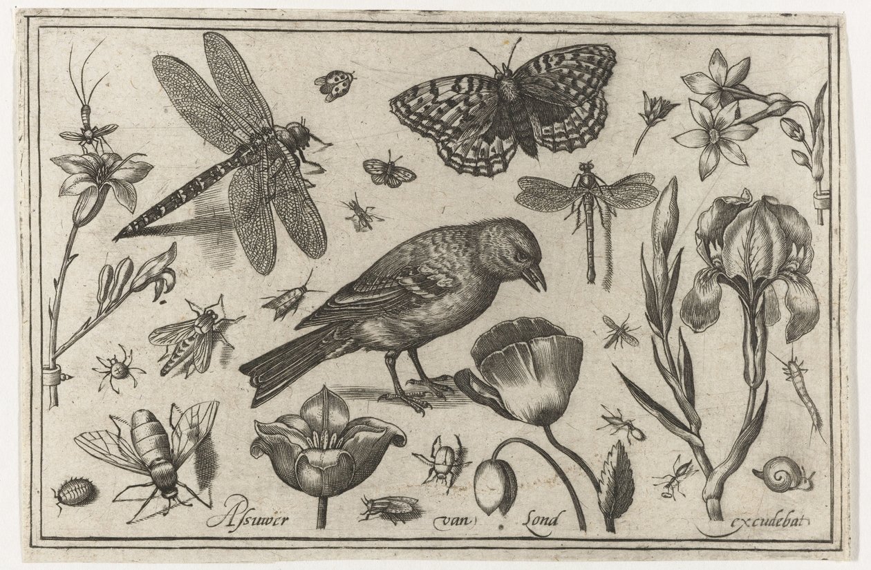 Blumen, Libelle und Vogel von Nicolaes de Bruyn (possibly)