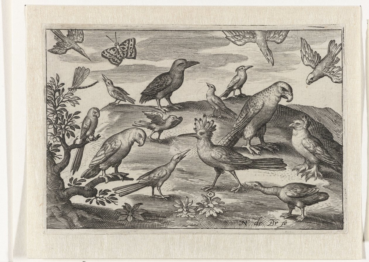 Hopfen und andere Vögel von Nicolaes de Bruyn