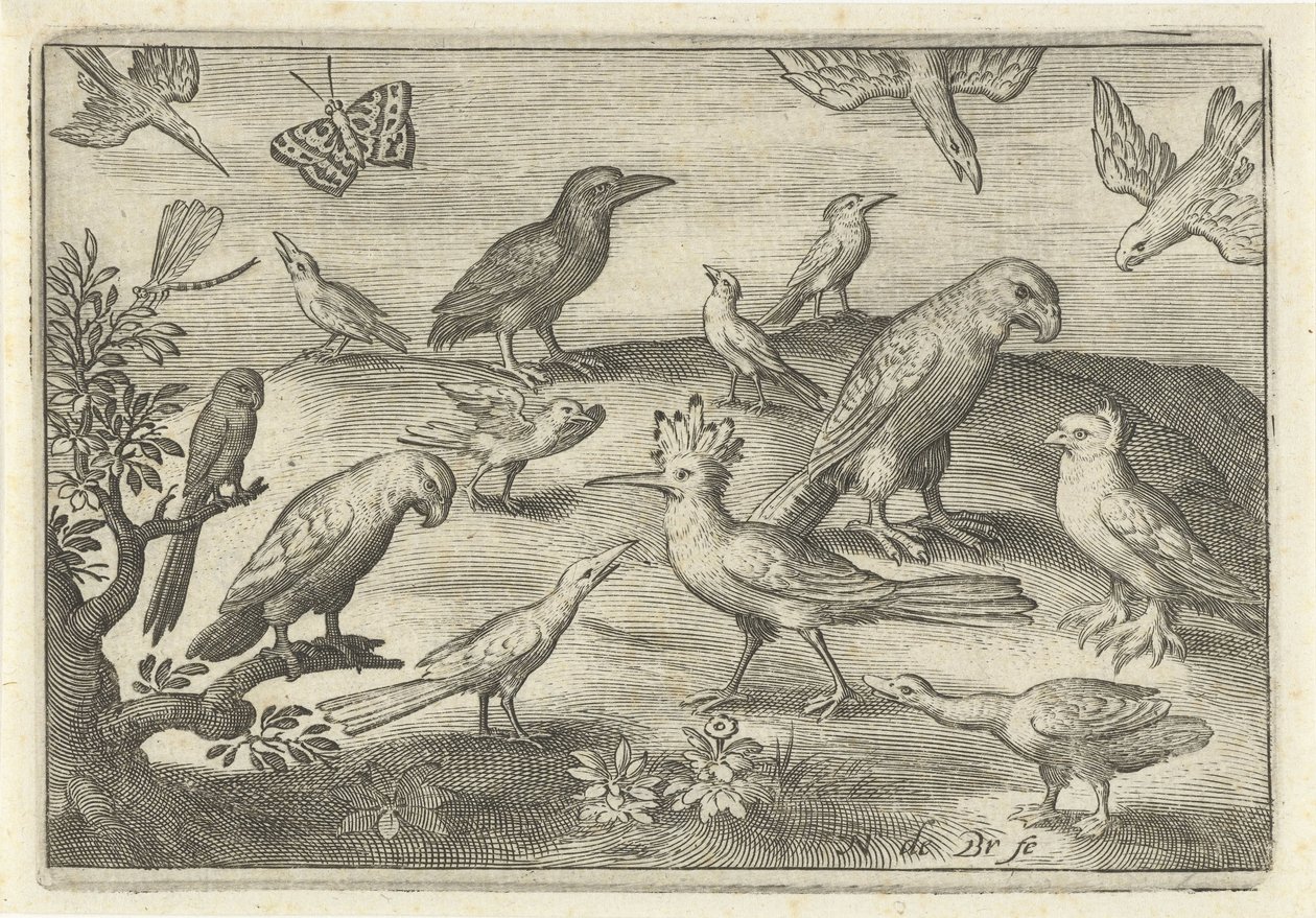 Hopfen und andere Vögel von Nicolaes de Bruyn