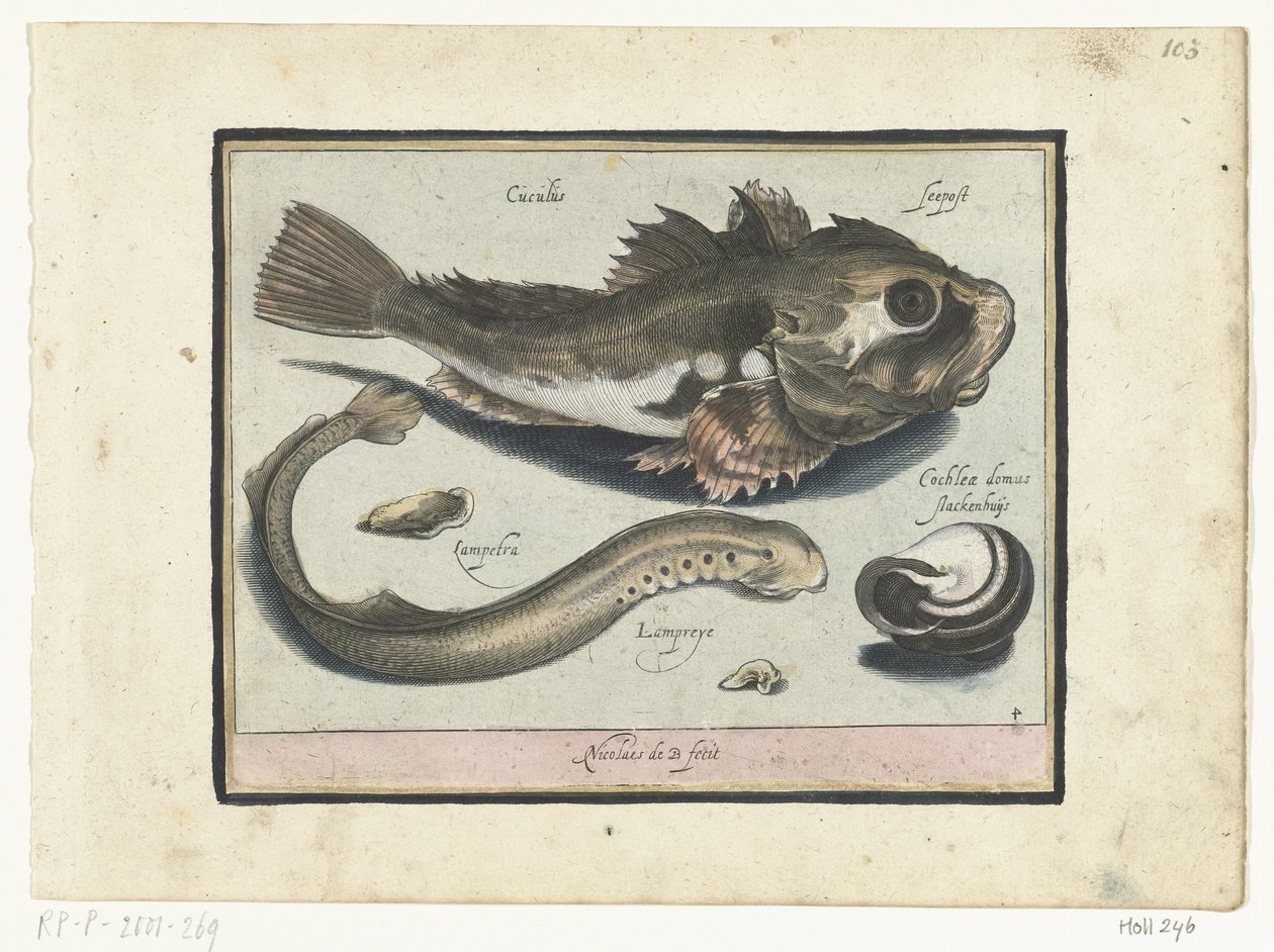 Poon, Neunauge und Schneckenhaus von Nicolaes de Bruyn