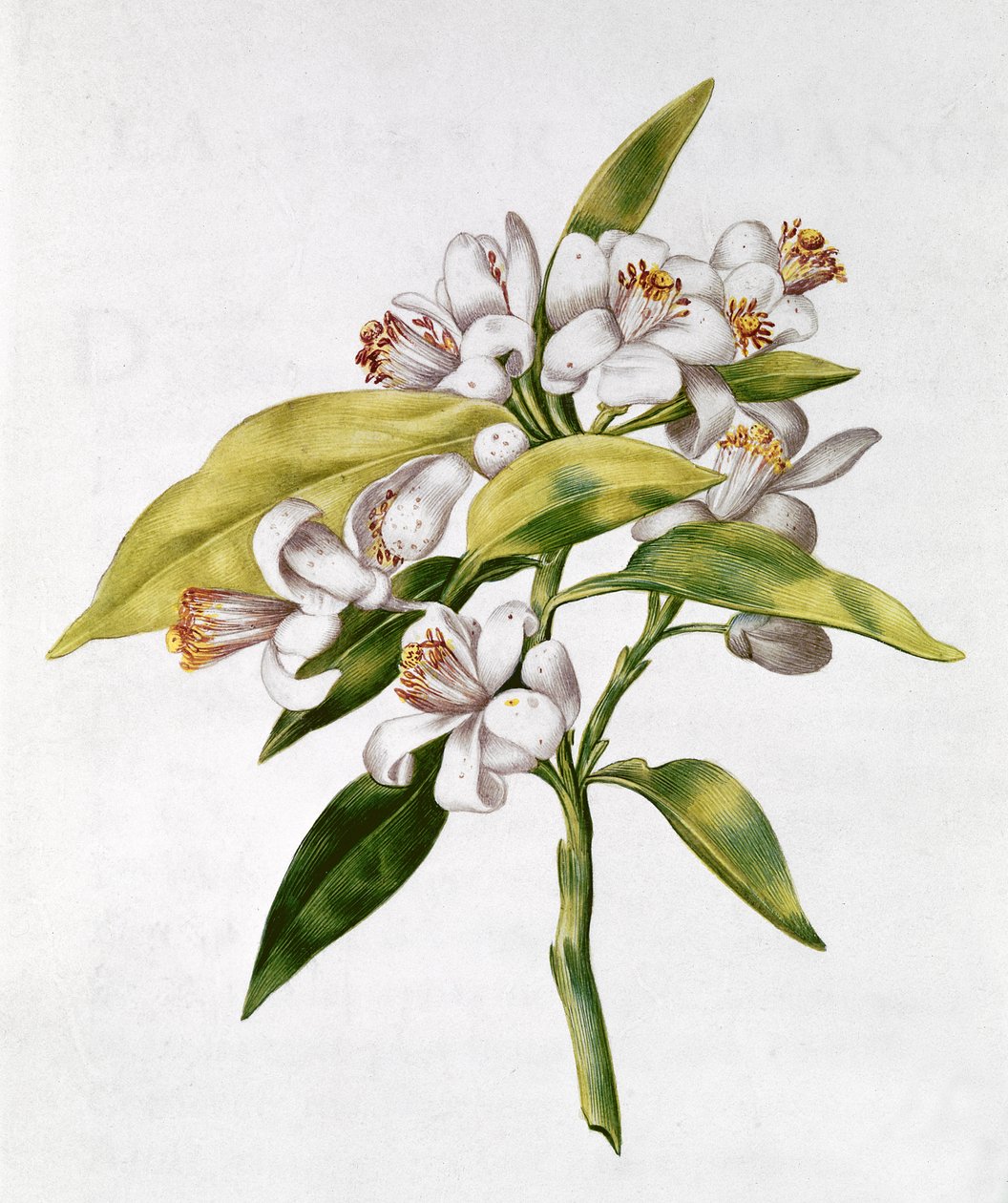 fol.71 Orangenbaumblüte, aus 