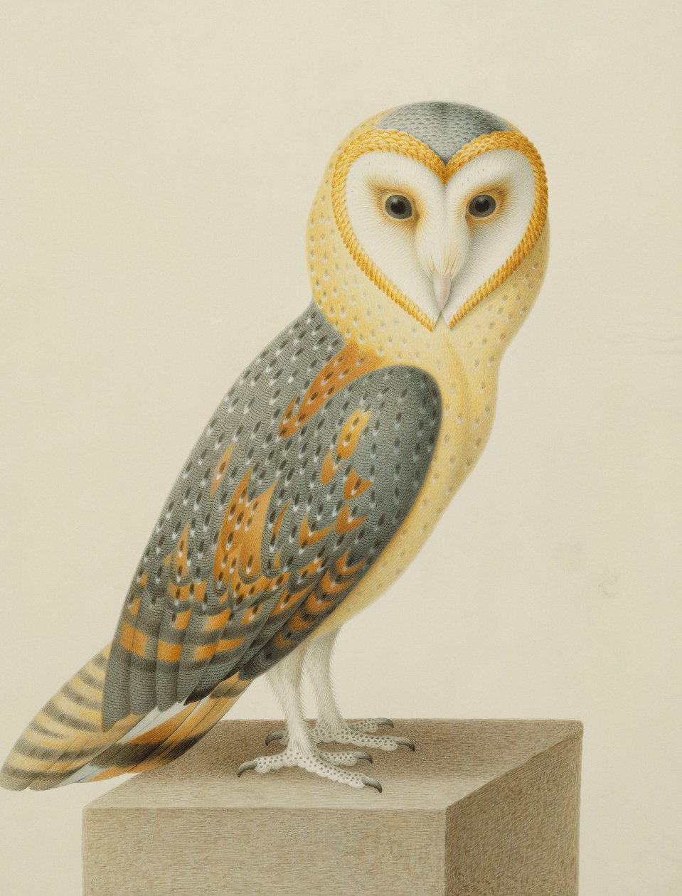 Eine Schleiereule von Nicolas Robert
