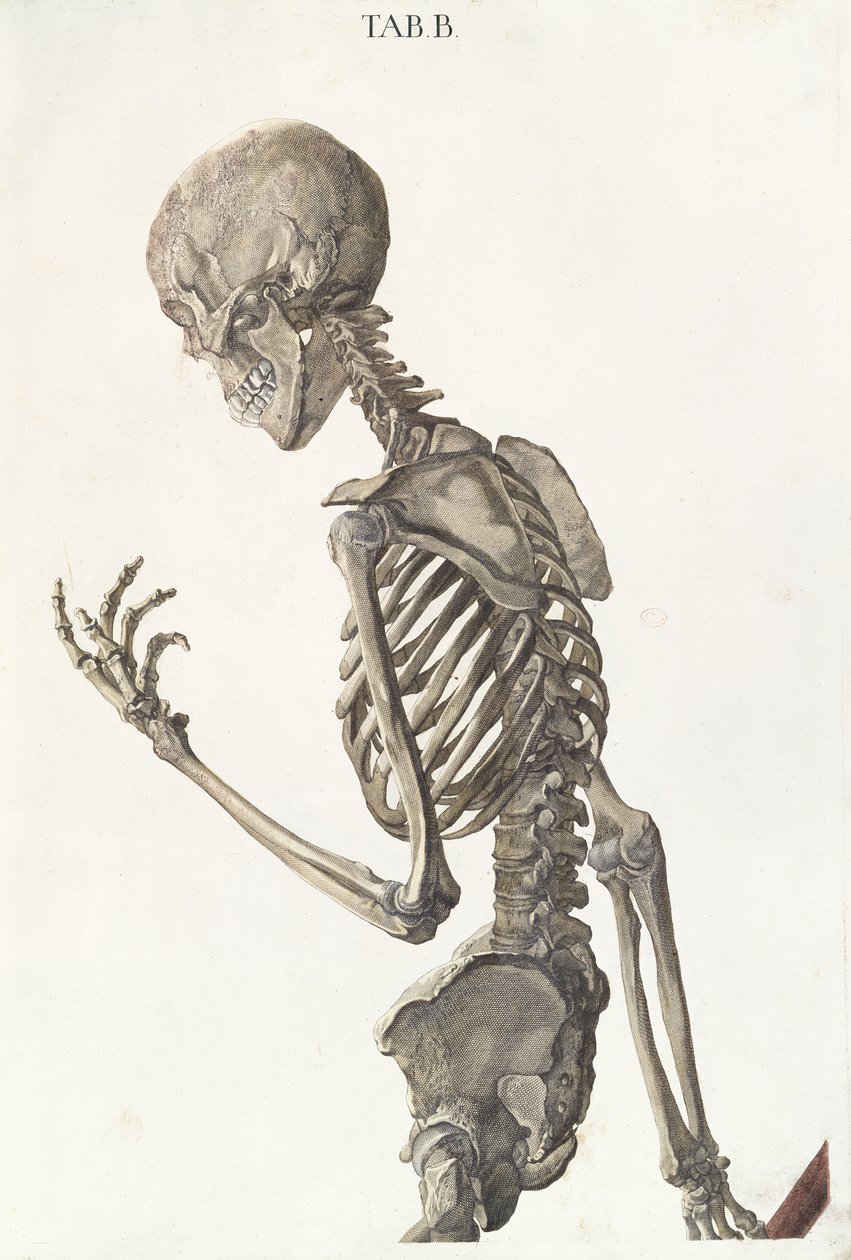 Knochen des Skeletts, aus Tabulae Osteologicae von Christoph Jacob Trew (1695-1769), graviert von G. Lichtensteger, 1740 von Nikolaus Friedrich Eisenberger