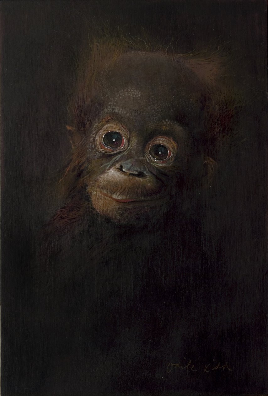Baby-Orang-Utan 1, 2009 von Odile Kidd