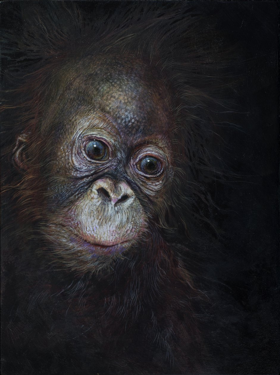 Baby-Orang-Utan 3, 2015 von Odile Kidd