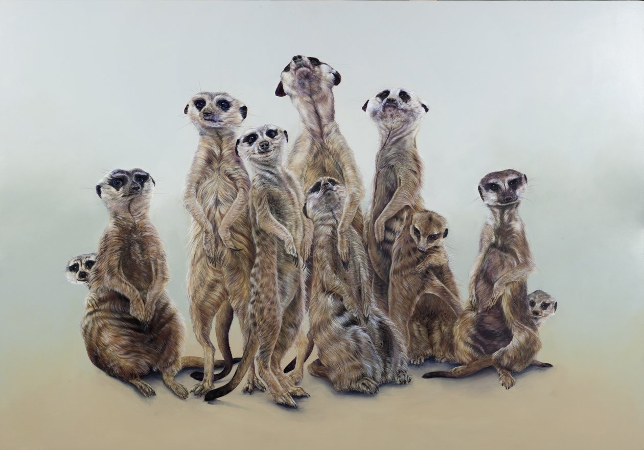 Erdmännchen-Mob, Sonnenengel von Odile Kidd