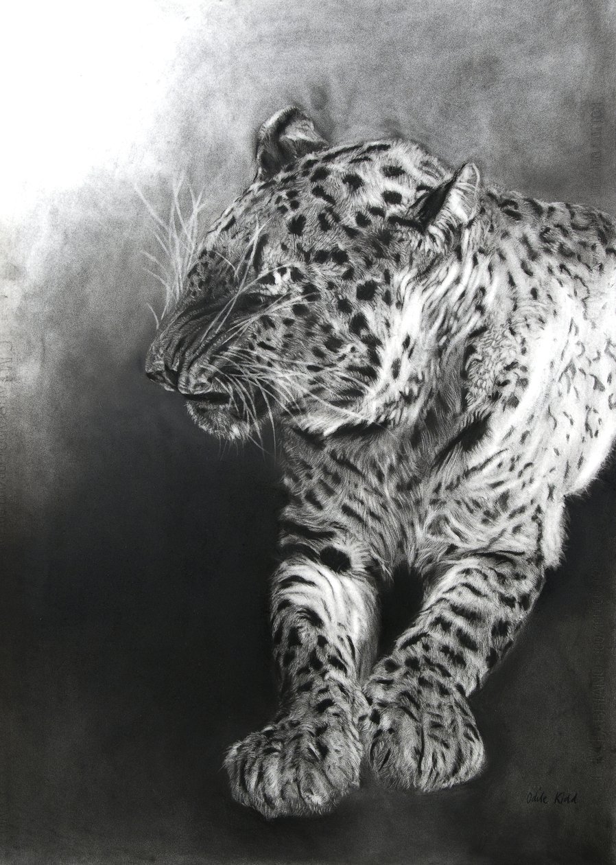 Panthera pardus 2, 2009 von Odile Kidd