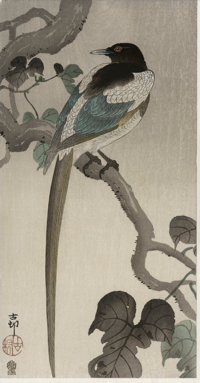 Elster auf einem Pauwlonia-Zweig (Farbholzschnitt) von Ohara Koson