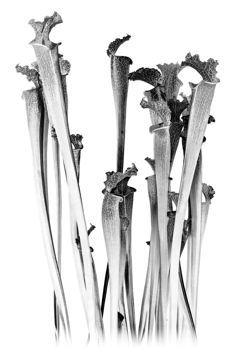 Carnivorous, 2020 von Olivia Gozzano