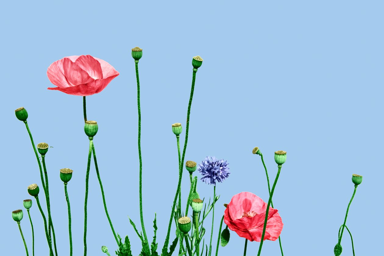 Rosa Mohnblumen, 2019 von Olivia Gozzano