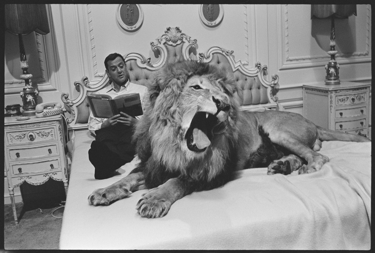 Tony Randall mit Löwe (Zamba) am Set von 