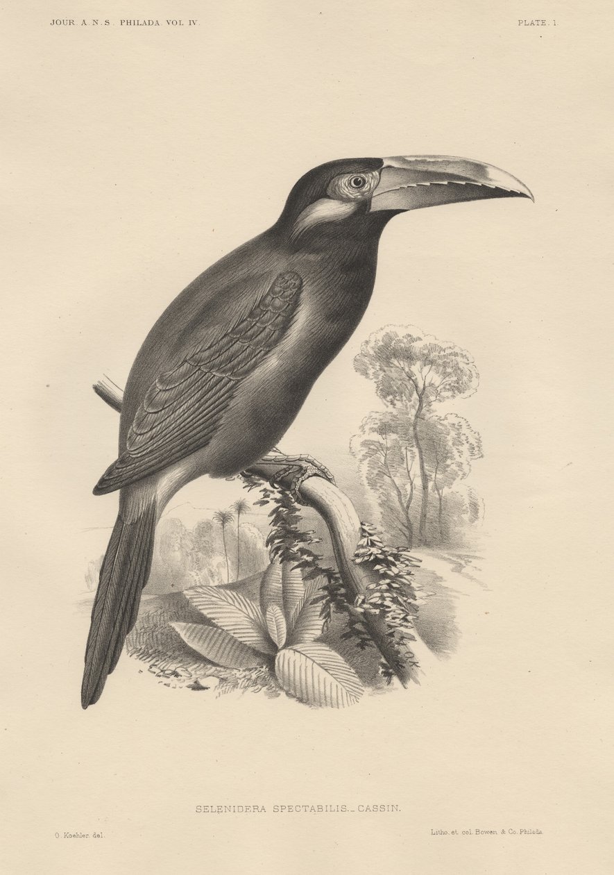 Selenidera Spectabilis, Lithographie von Bowen und Co., 1850 von Otto Koehler