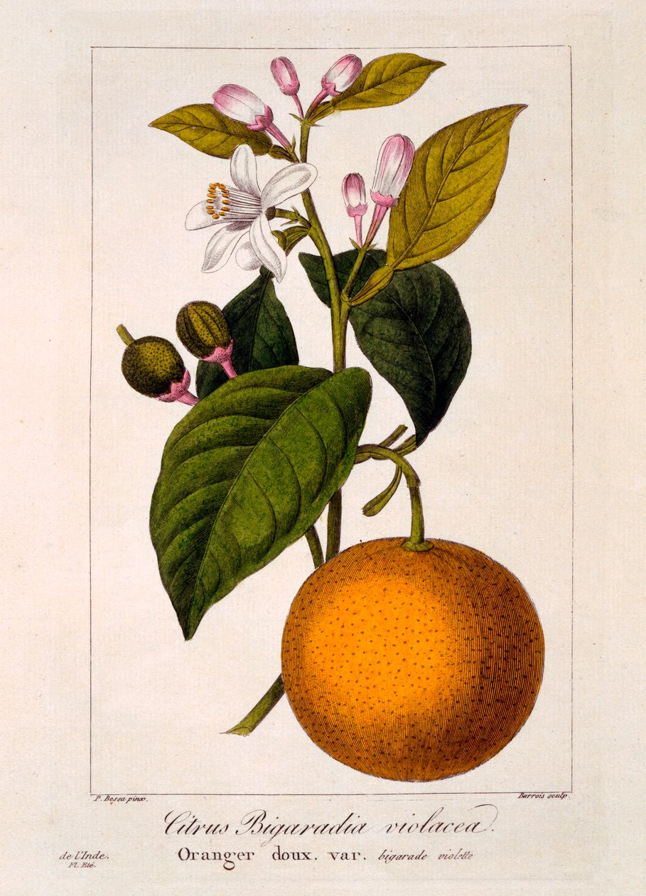 Süße Orange: Citrus sinensis var: Bigaradia violacea, veröffentlicht 1836 von Panacre Bessa