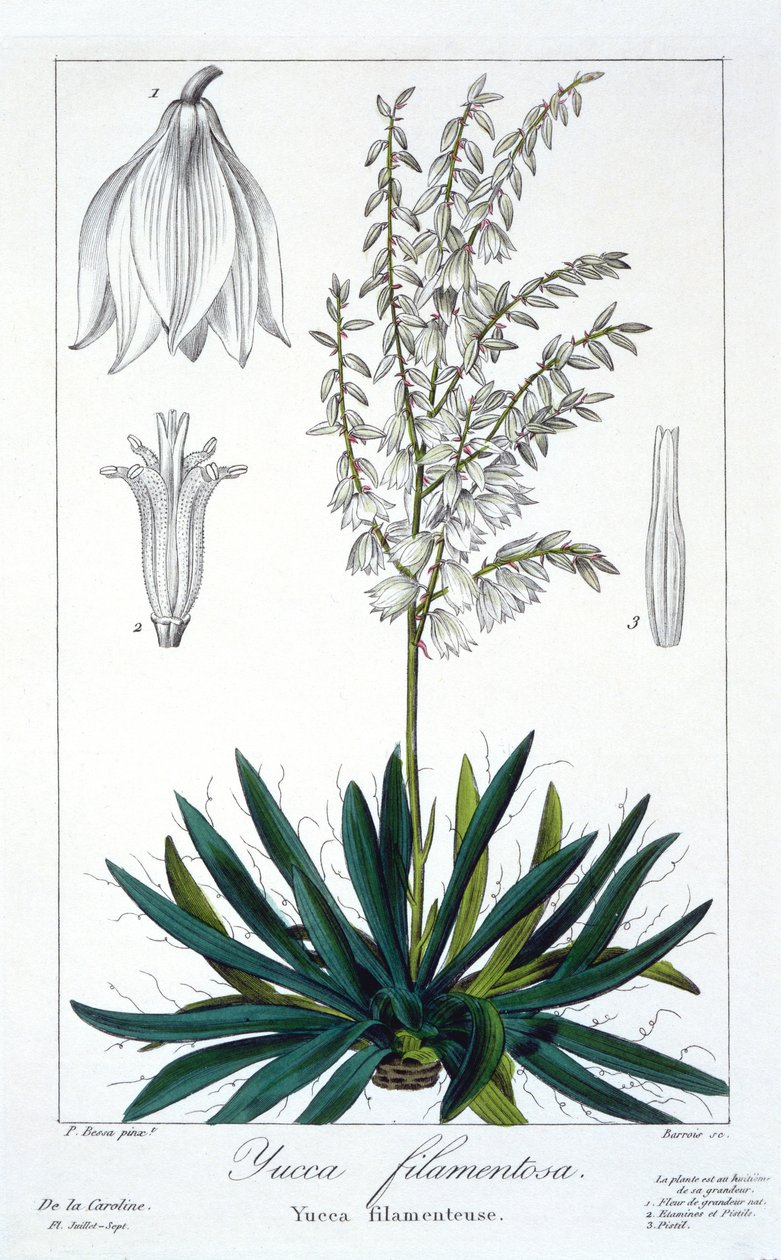 Yucca filamentosa, 1836 von Pancrace Bessa