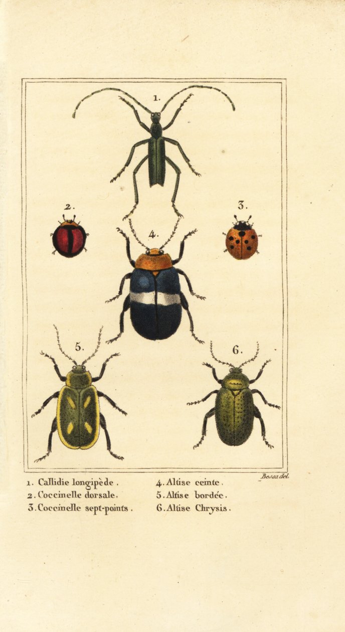 Callidium longipes 1, Marienkäfer, Jauravia dorsalis 2, Coccinella septempunctata 3, Flohkäfer, Altica cincta 4, Altica emarginata 5, und Altica chrysis 6 von Pancrace (after) Bessa