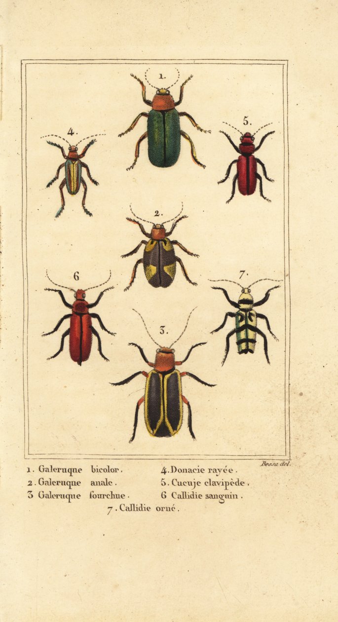 Blattkäfer, Galeruca-Arten 1, Aulacophora analis 2, Cyclotrypema furcata 3, Donacia vittata 4, Flachrindenkäfer, Cucujus clavipes 5, Pyrrhidium sanguineum 6 und Chlorophorus varius 7 von Pancrace (after) Bessa