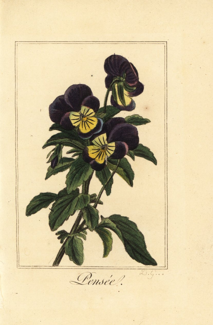 Stiefmütterchen, Pensee, Viola tricolor var. von Pancrace (after) Bessa