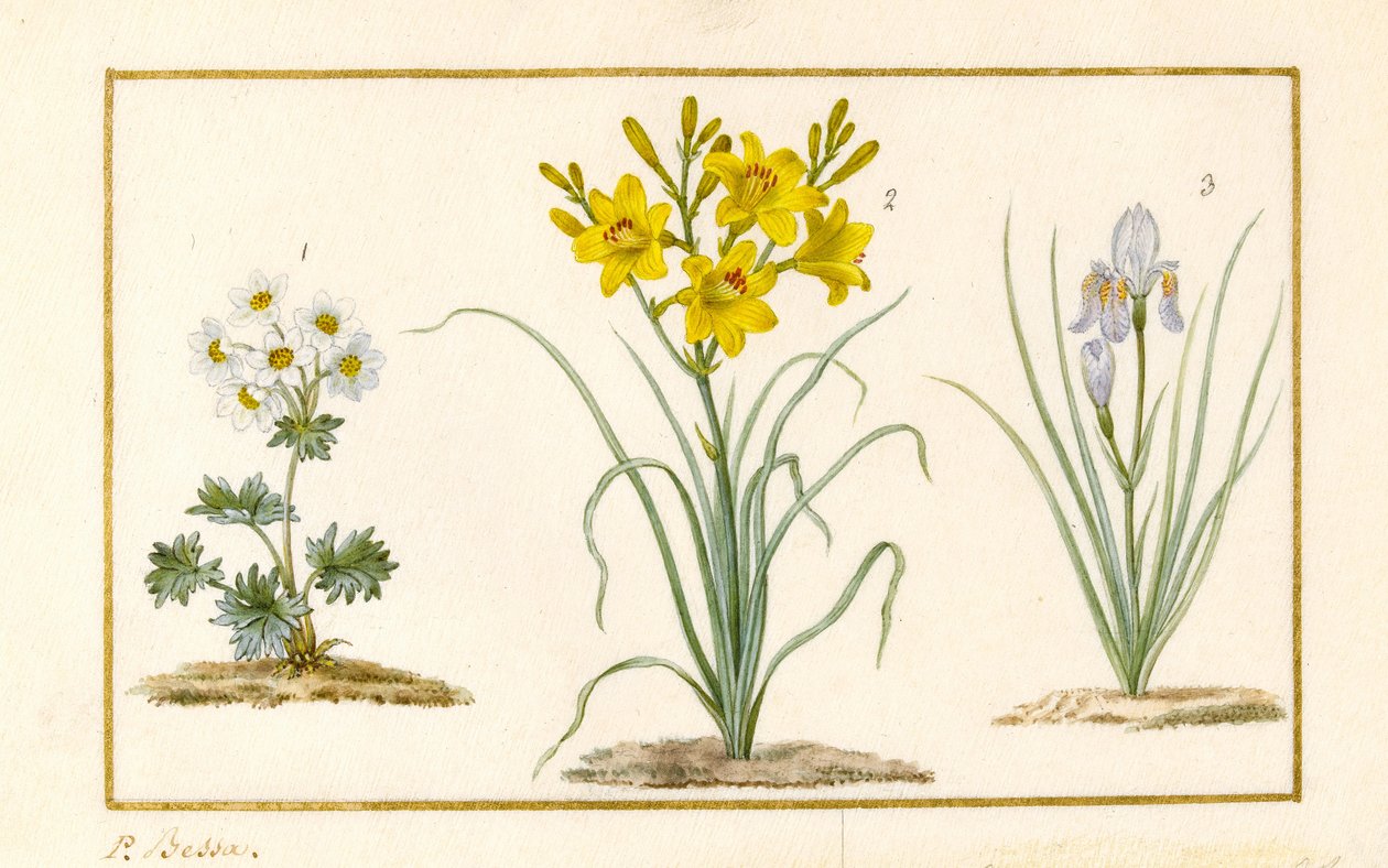 Anemone, Taglilie und Iris (Detail) von Pancrace Bessa
