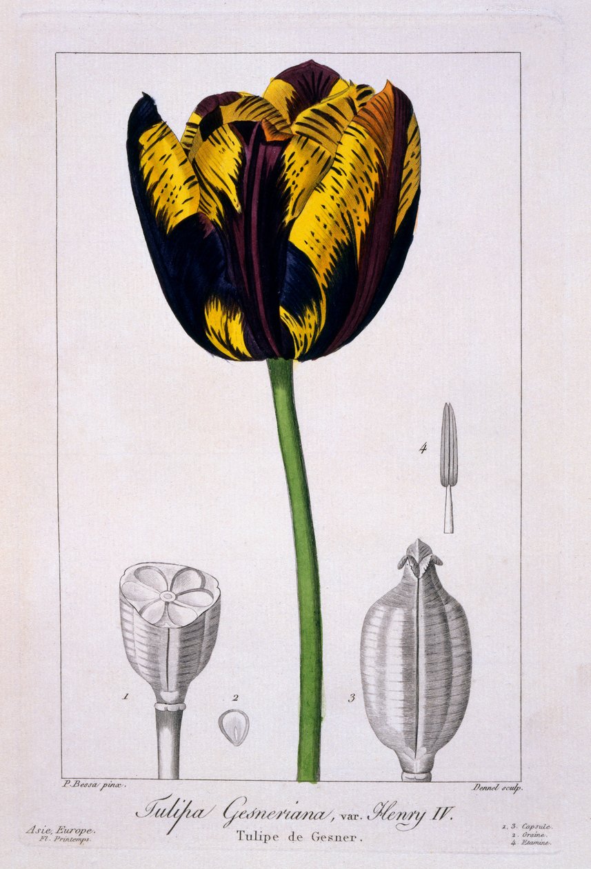 Tulpe von König Heinrich IV., 1836 von Pancrace Bessa
