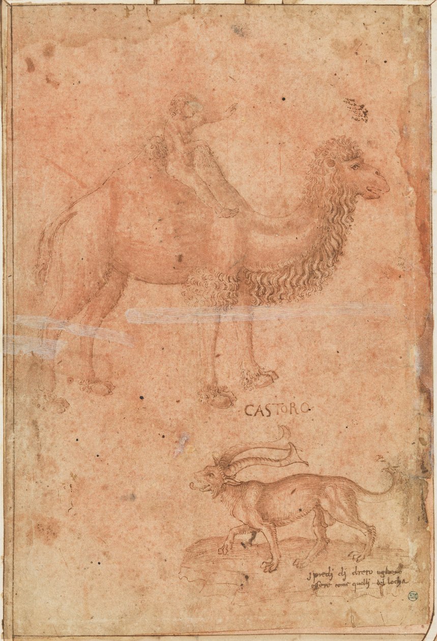 Ein Kamel mit einem reitenden Kind. Darunter ein fabelhaftes Tier (Castoro) von Paolo Uccello