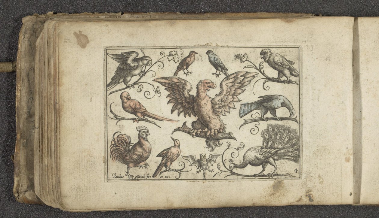 Raubvogel, neun andere Vögel und eine Fledermaus von Paul Göttich