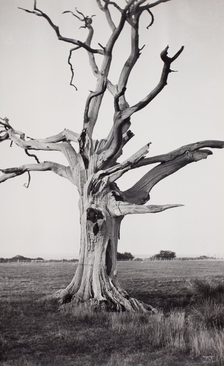 Toter Baum, Romney Marsh von Paul Nash