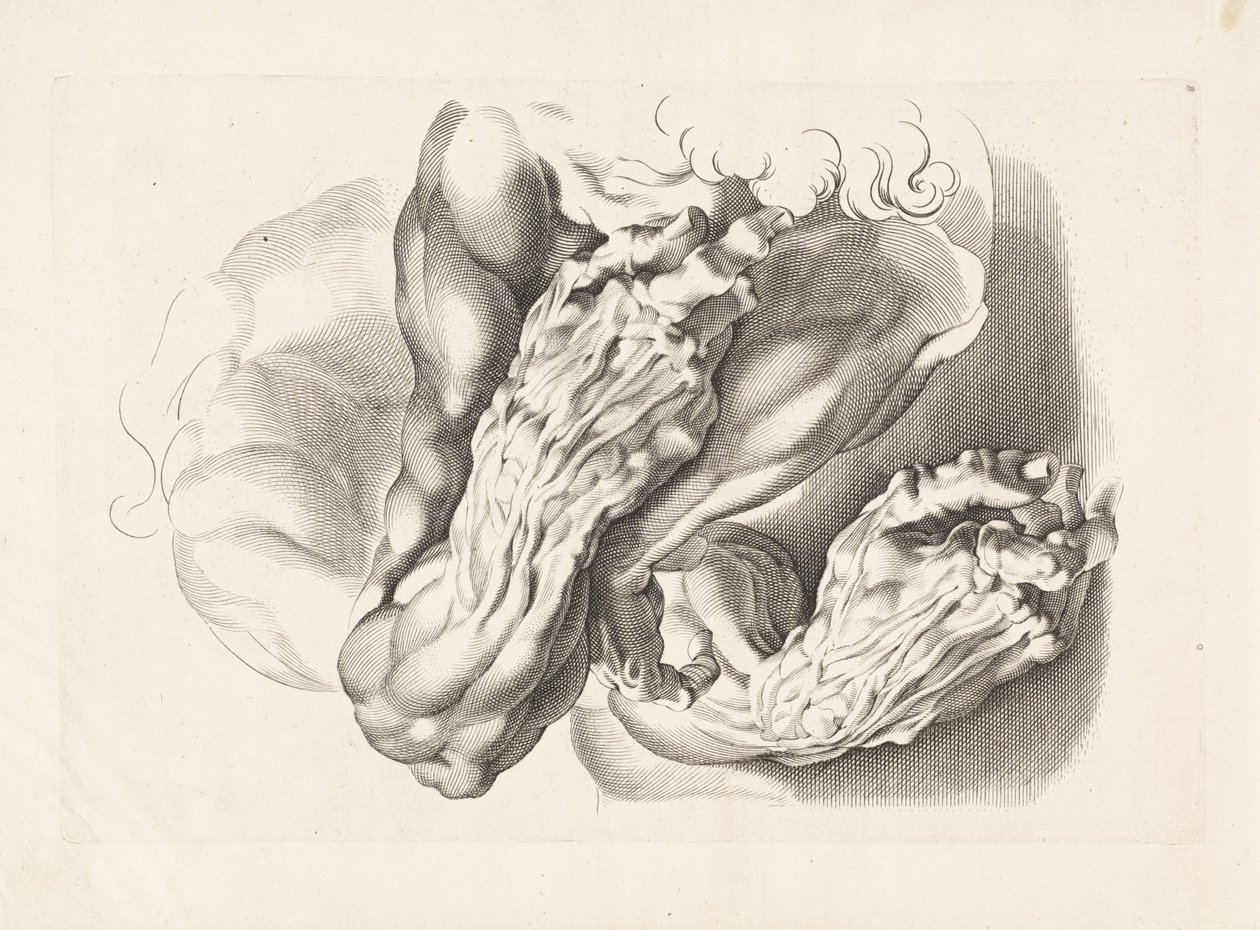 Anatomische Studien von Armen von Paulus Pontius
