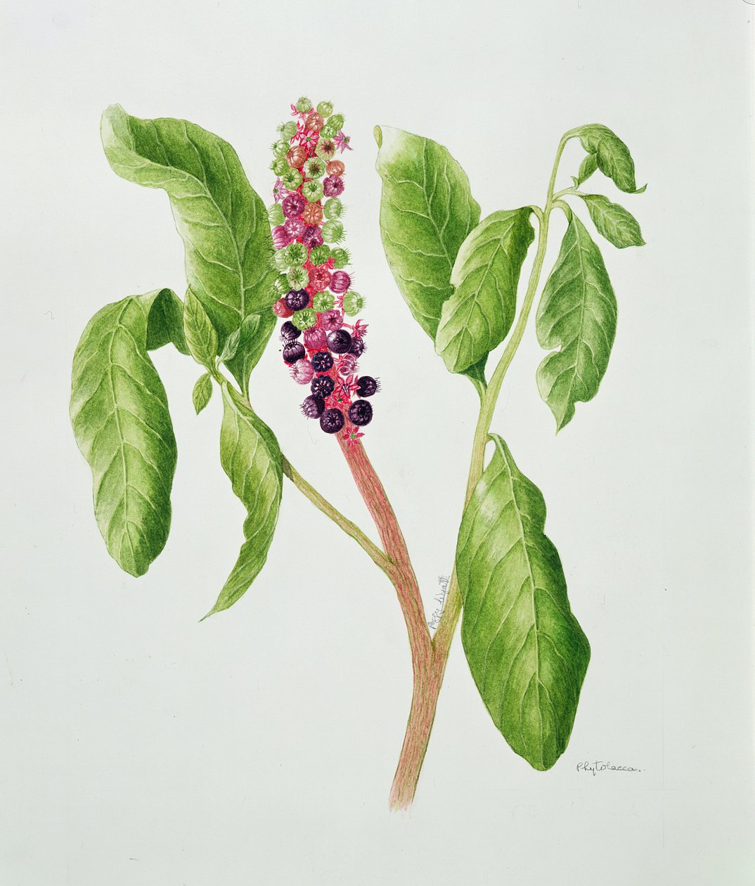 Phytolacca von Peggy Wyatt