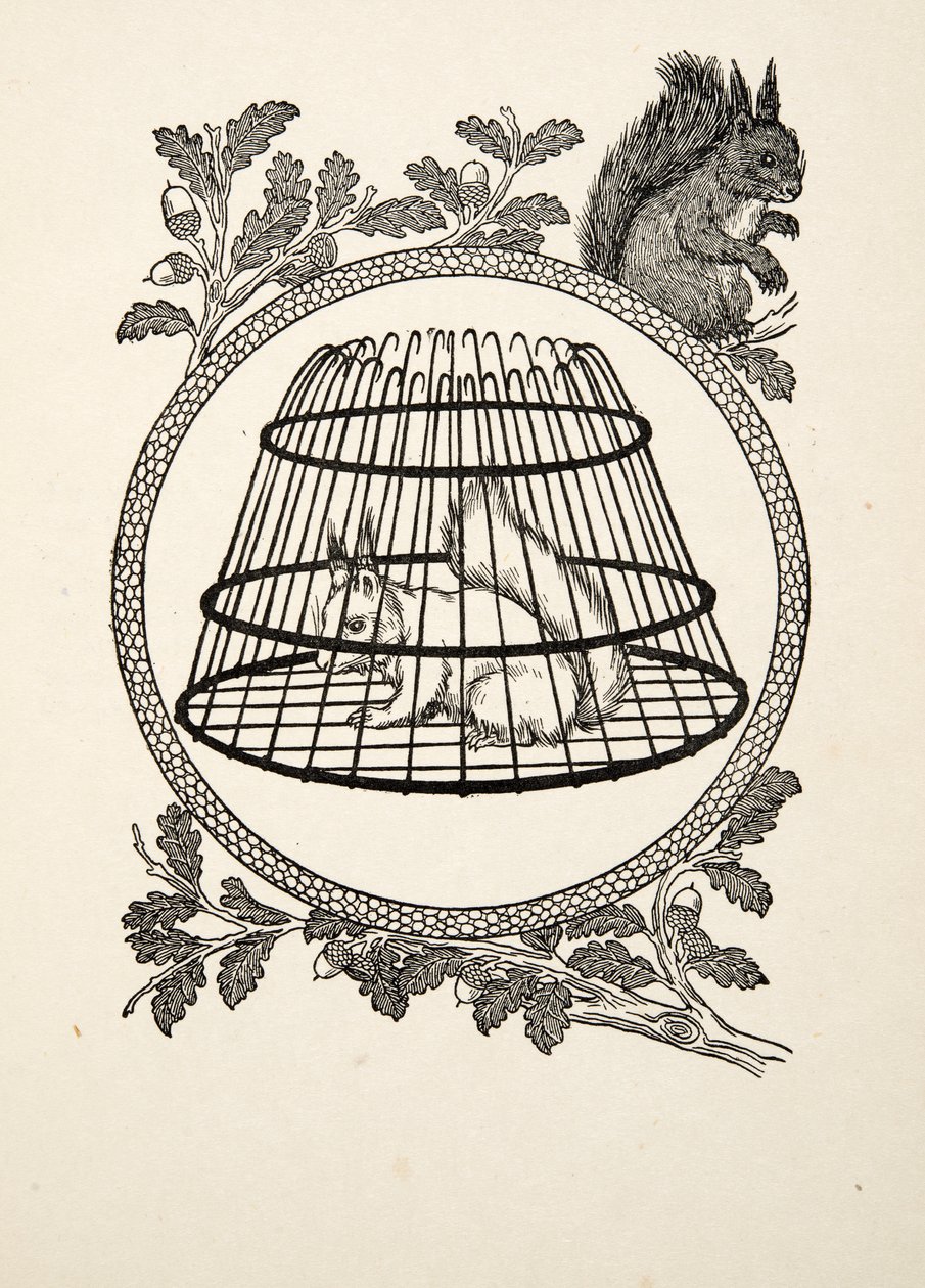 Ein Flüchtlingseichhörnchen, aus Hundert Anekdoten über Tiere, veröffentlicht 1924 von Percy J. Billingshurst