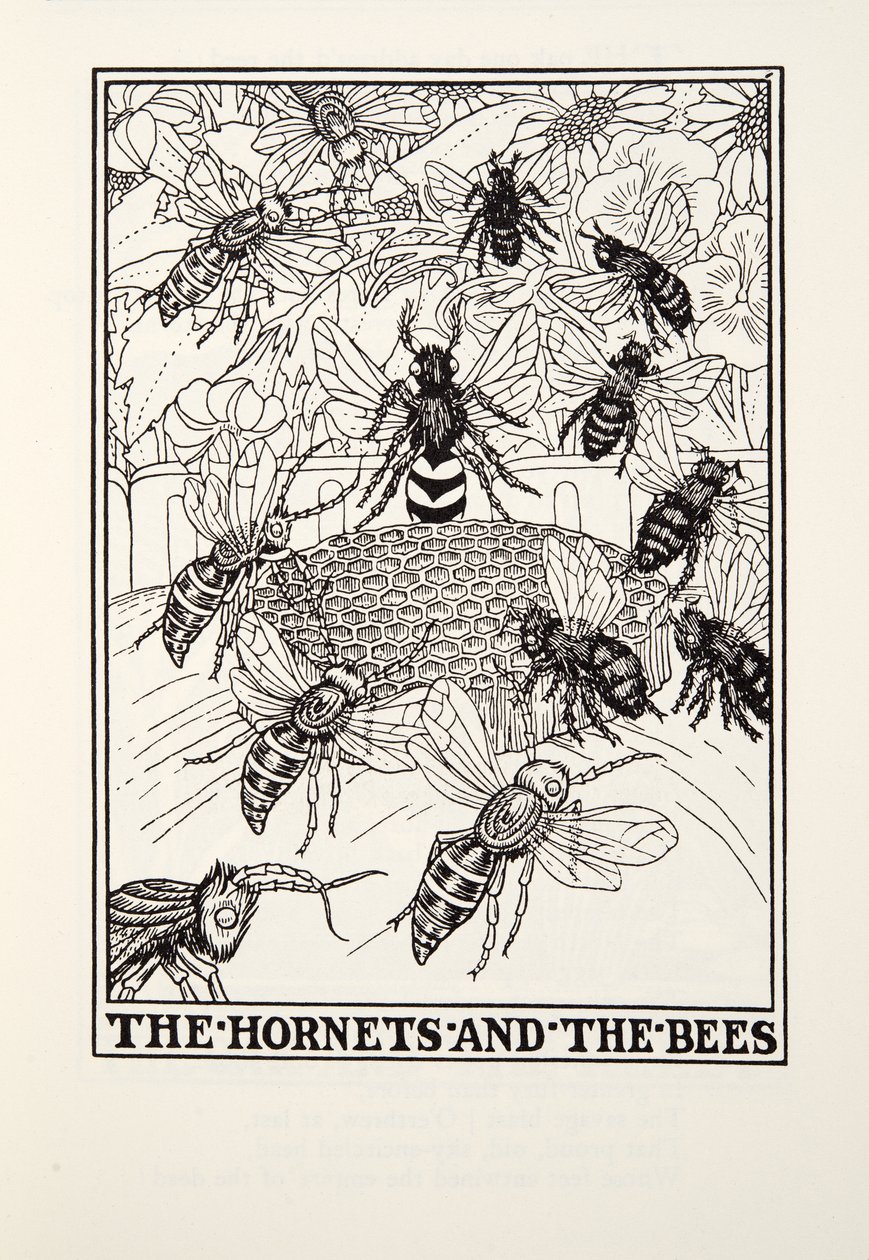 Die Hornissen und die Bienen, aus Fontaine Fabeln, veröffentlicht 1905 (Gravur) von Percy J. Billingshurst