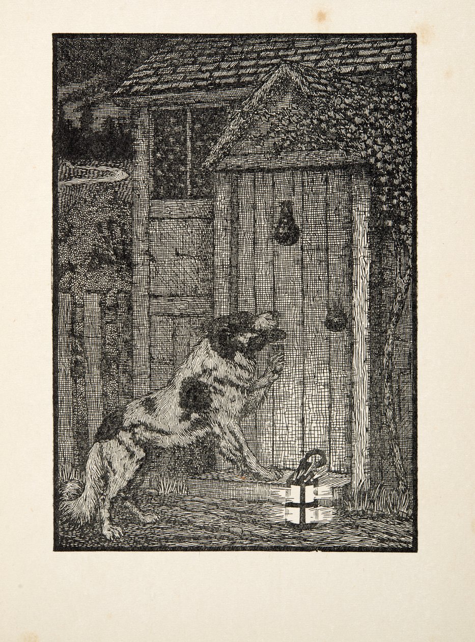 Der Neufundländer Hund, aus Hundert Anekdoten über Tiere, veröffentlicht 1924 von Percy J. Billingshurst