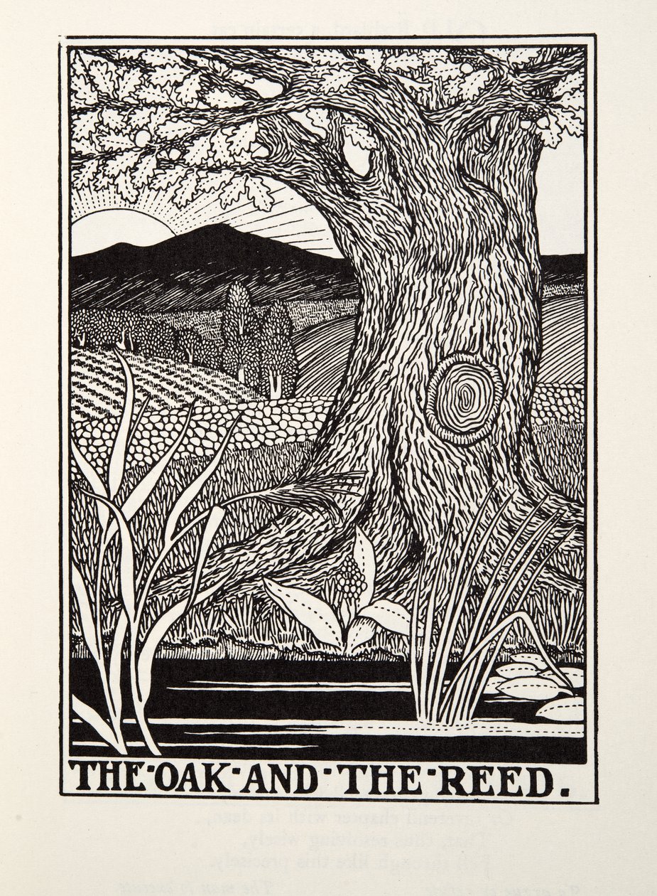 Die Eiche und das Schilfrohr, aus Fontaine Fabeln, veröffentlicht 1905 von Percy J. Billingshurst