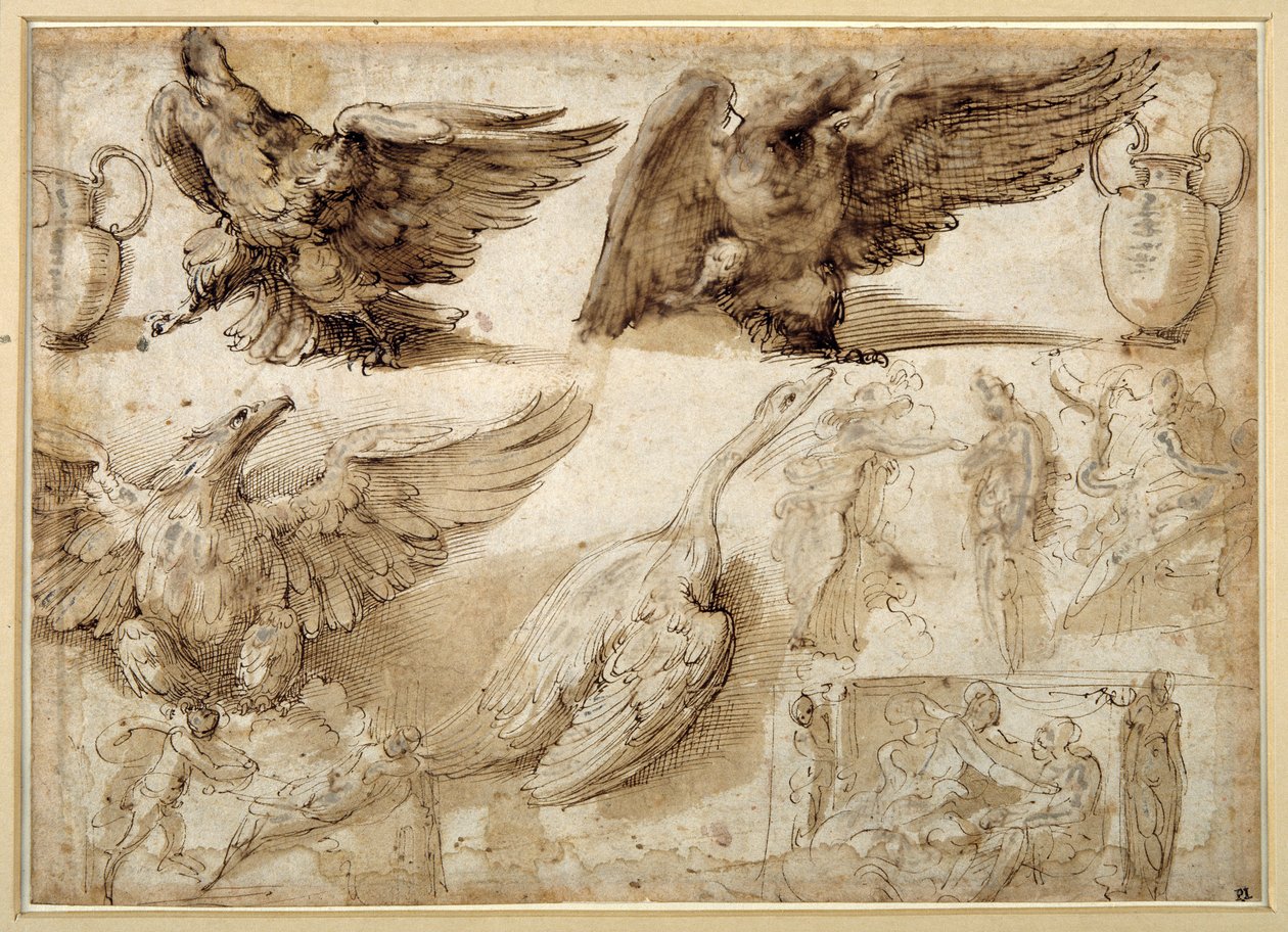 Studien eines Adlers, einer Gans, eines Krugs, eines Gefäßes und menschlicher Figuren, darunter zwei für eine Vergewaltigung der Lucretia von Perino del Vaga