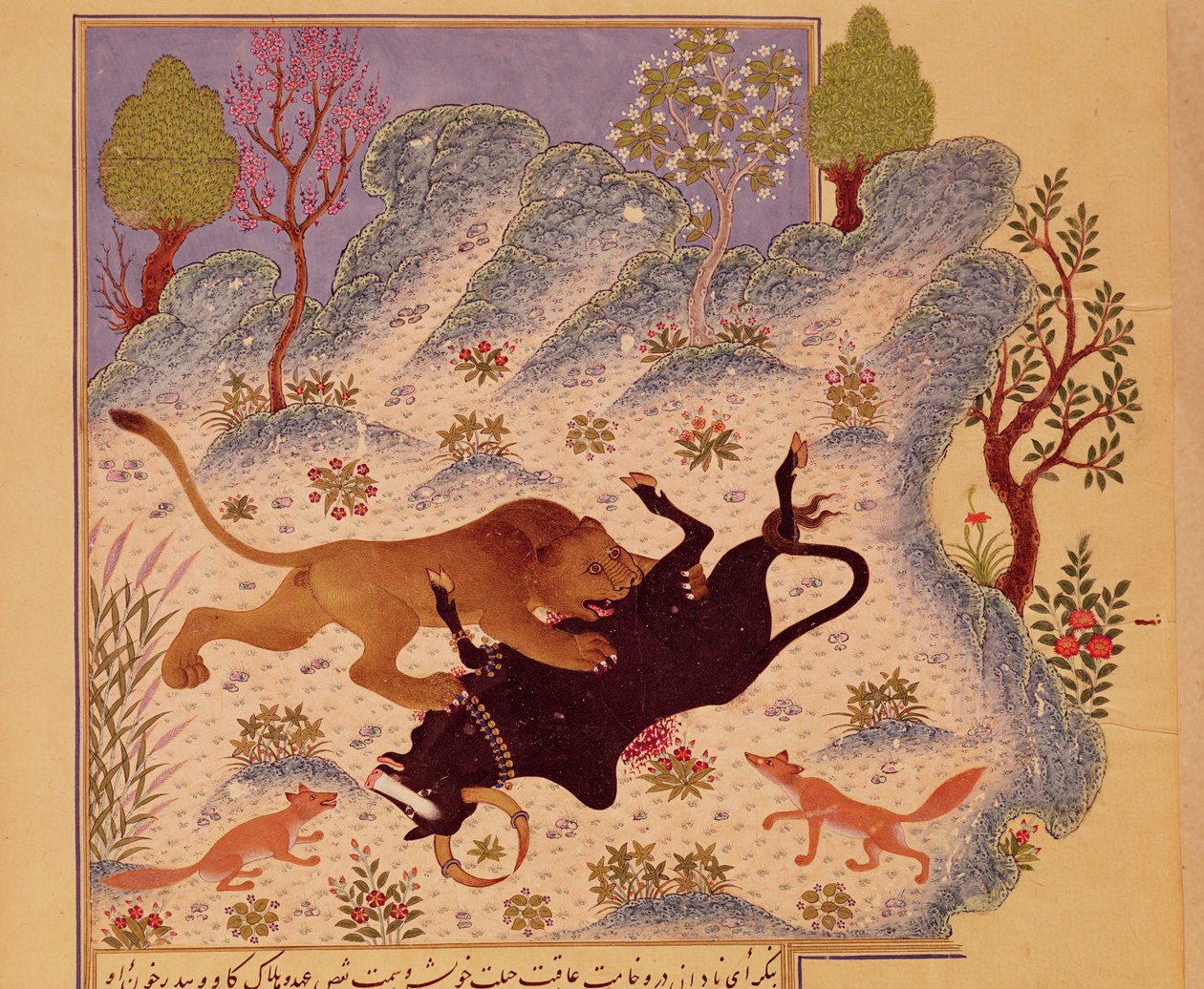 Ein Löwe greift einen Stier an und tötet ihn, aus einem Kabila wa Dimna Manuskript von Persian School