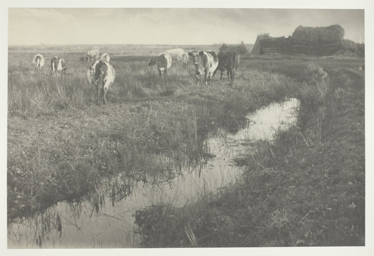 Vieh auf den Sümpfen von Peter Henry Emerson