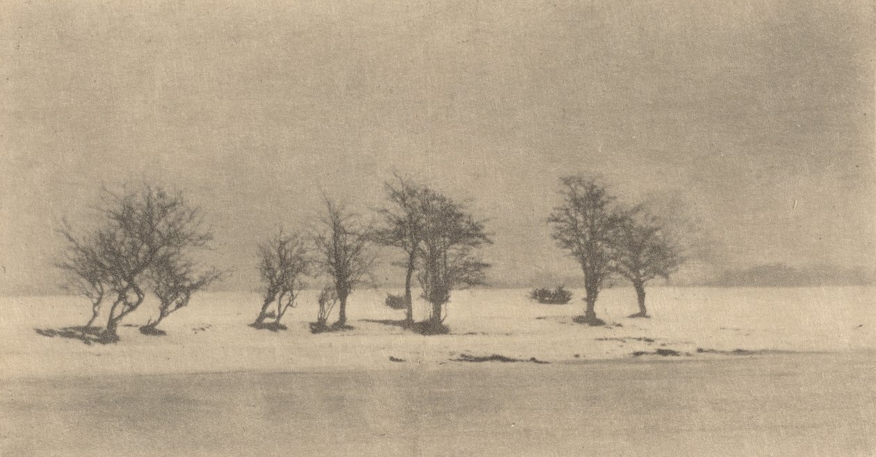 Knotige Dornbäume, ca. 1890, gedruckt ca. 1895 von Peter Henry Emerson