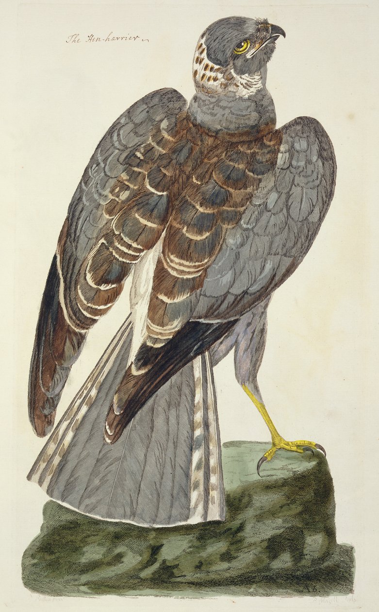 Der Kornweihe (Circus cyaneus) Platte aus 