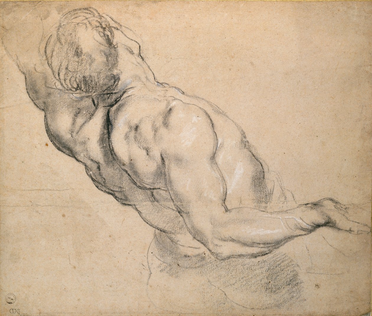 Studie eines nackten männlichen Torsos, 1600-1640 von Peter Paul Rubens