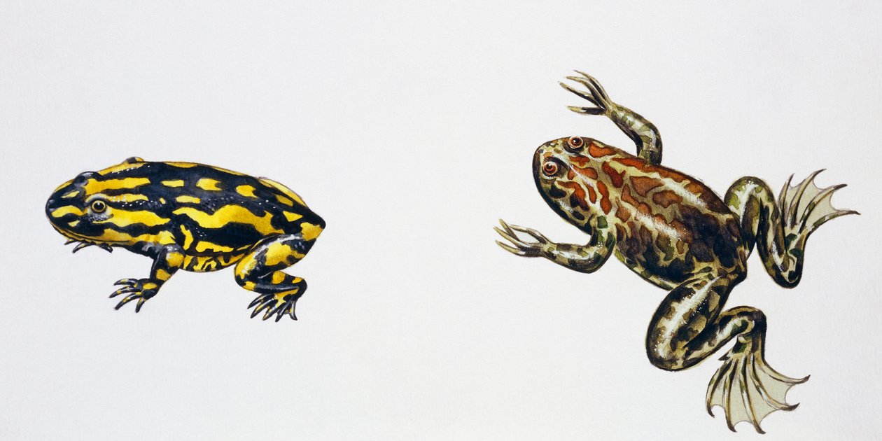 Triadobatrachus massinoti und Palaeobatrachus sp, Kunstwerk von Peter Ross von Peter Ross