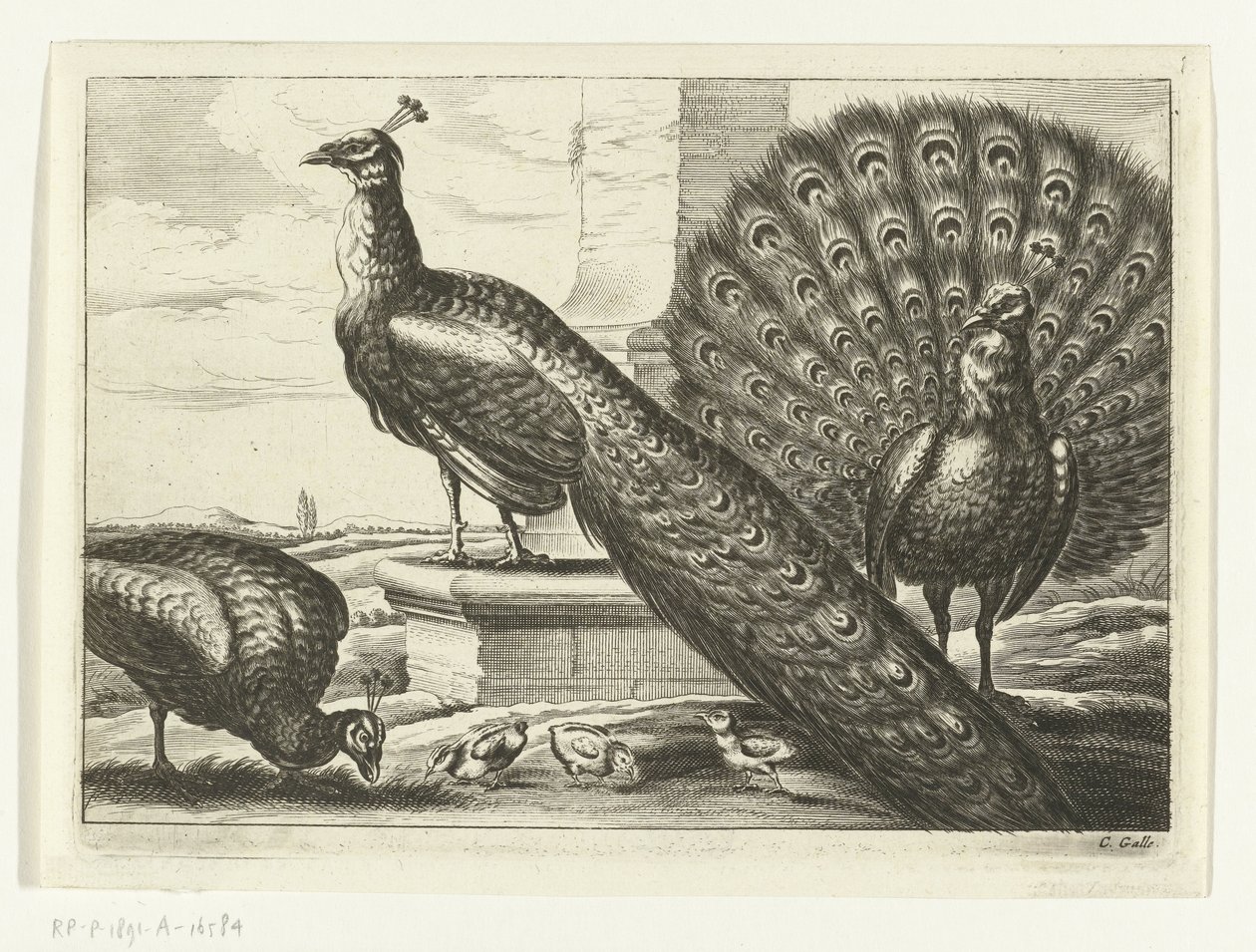 Pfauen von Peter van Liesebetten