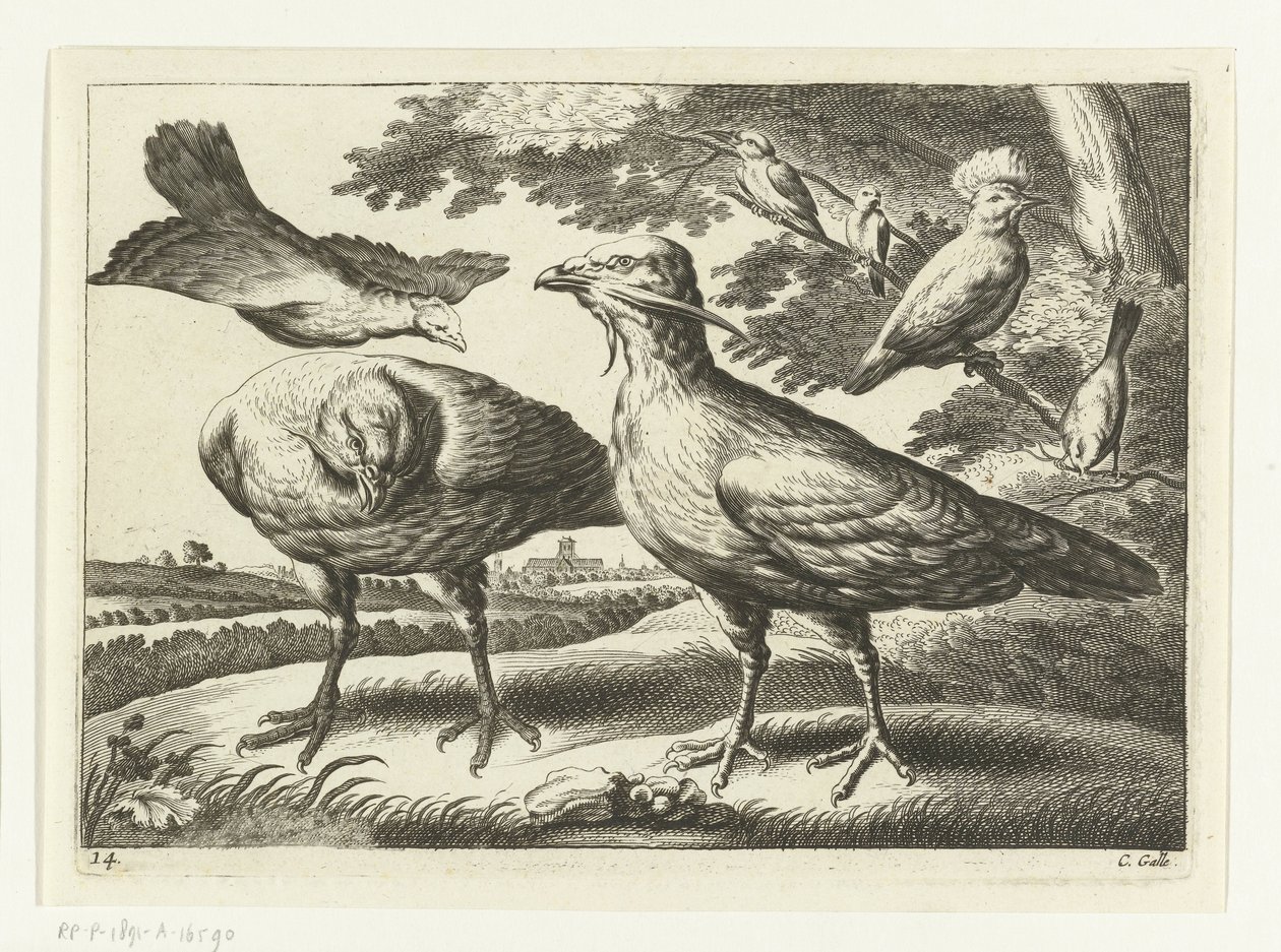 Trappgänse und ein Kakadu (Verschiedene Vögel, Serie) von Peter van Liesebetten