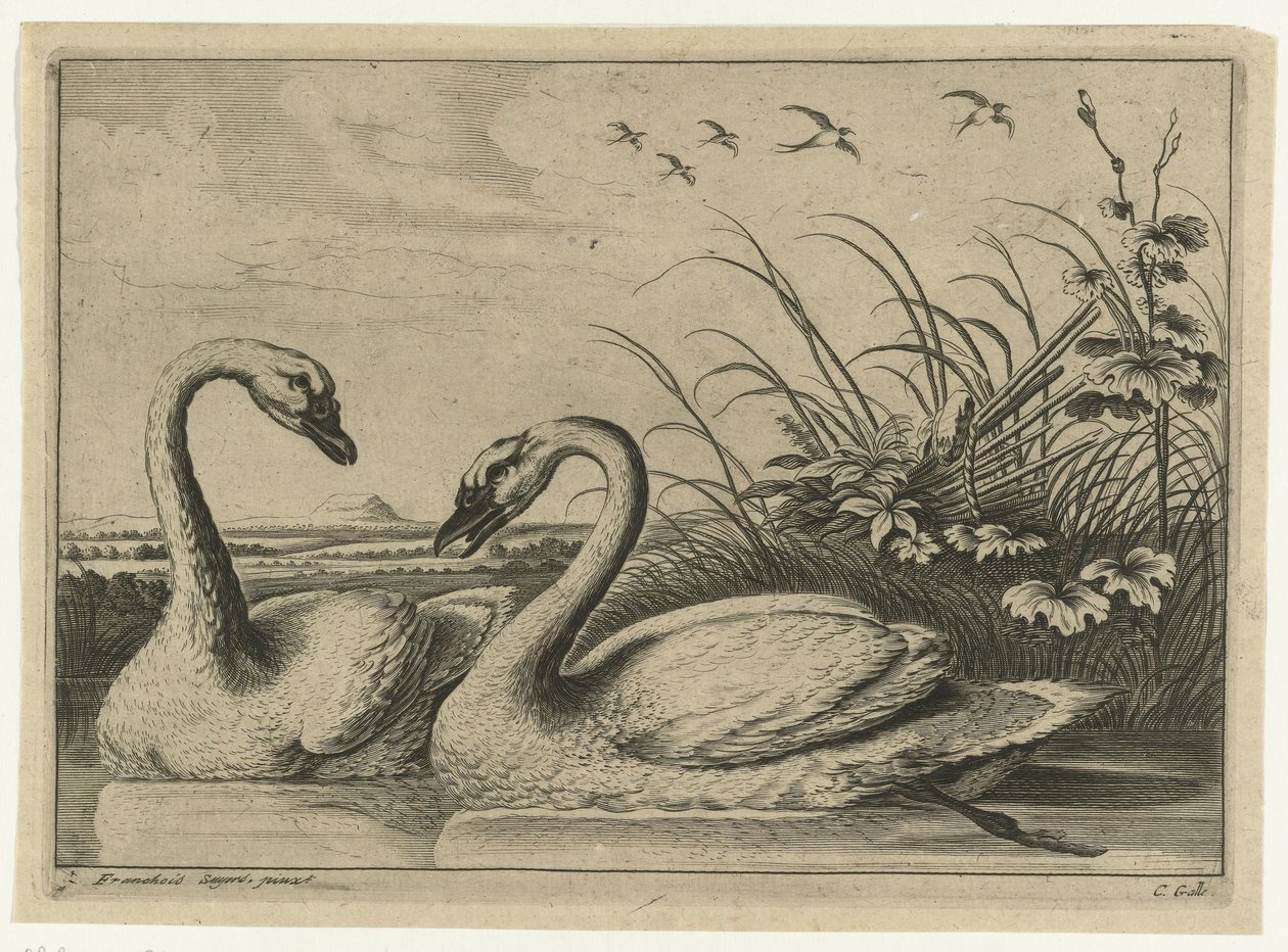 Zwei Schwäne von Peter van Liesebetten