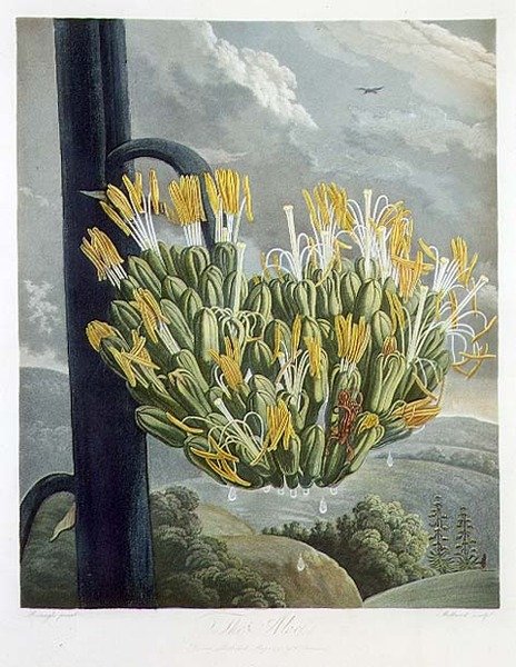 Die Aloe, graviert von Medland, aus 